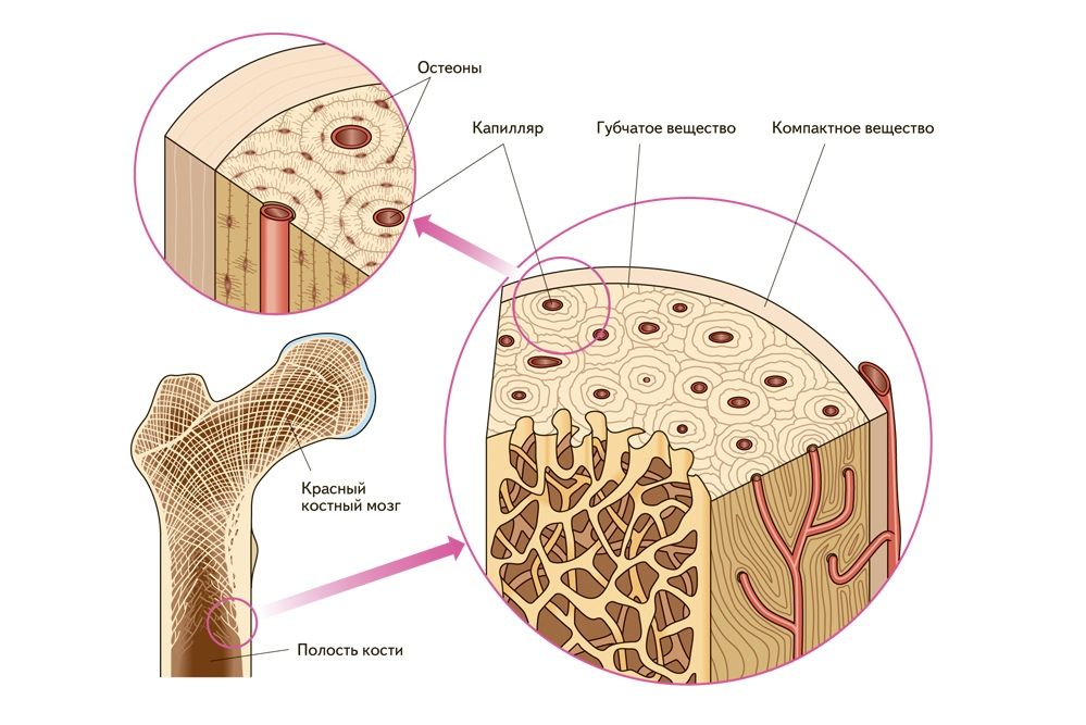 Строение костной ткани