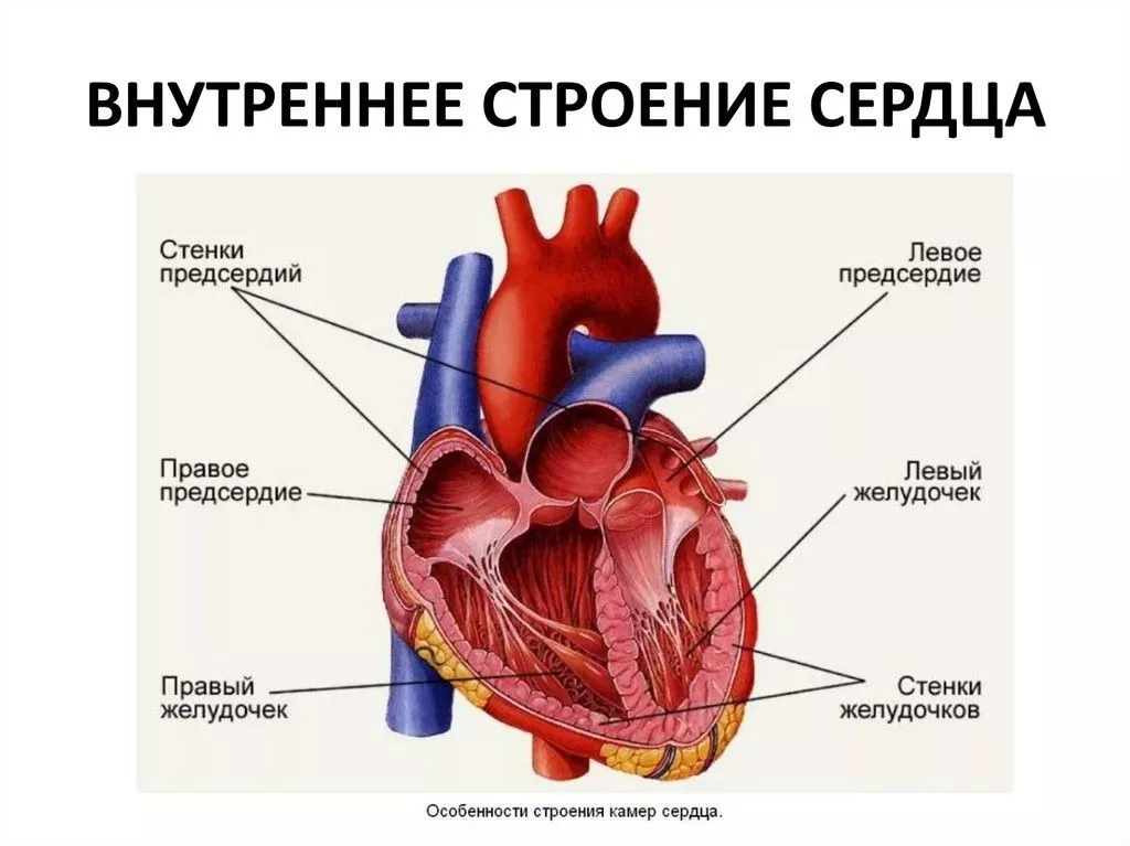 Гипертрофия миокарда